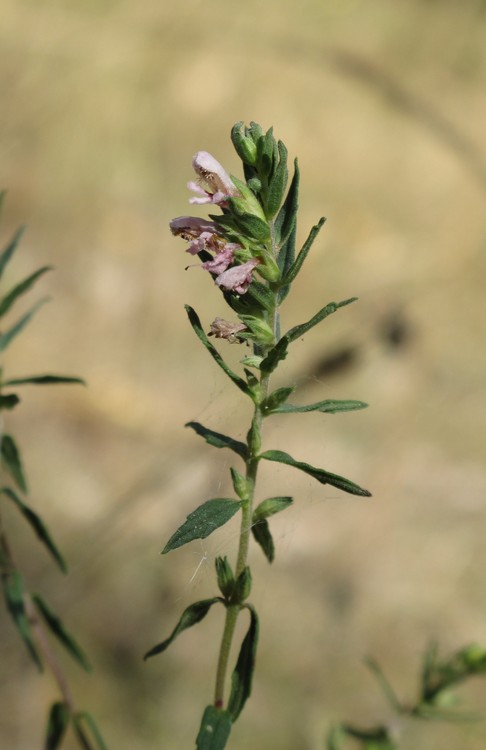 Odontites vernus